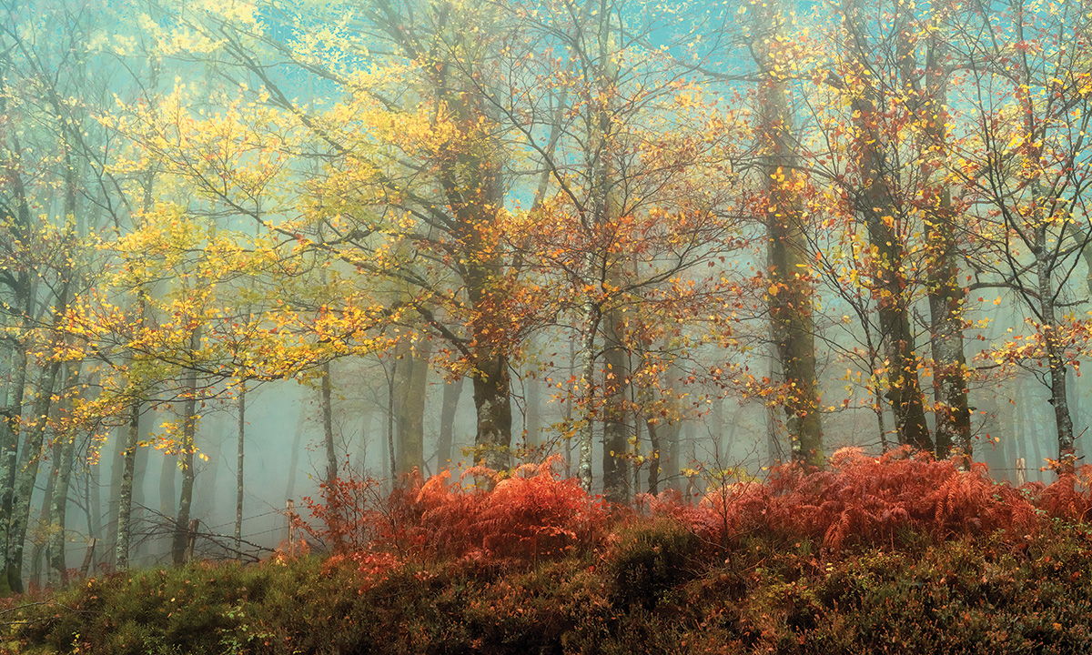 Framed Small - Beeches In The Mist By Lars Van De Goor - Light Blue