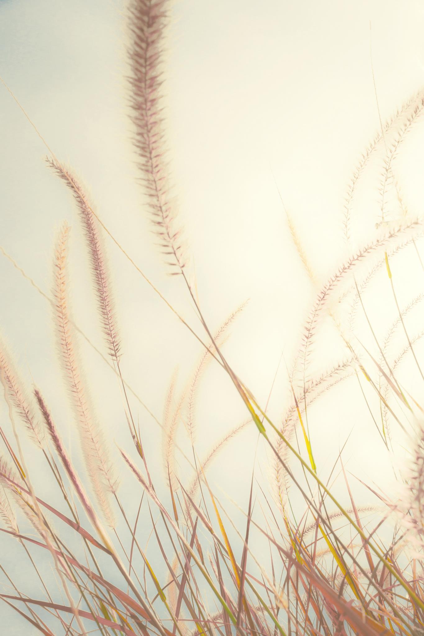 Beach Grass By Bill Carson Photography (Small) - Beige
