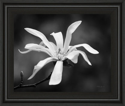 Magnolia Dreams I By Geyman Vitaly - Framed Print Wall Art - Dark Gray