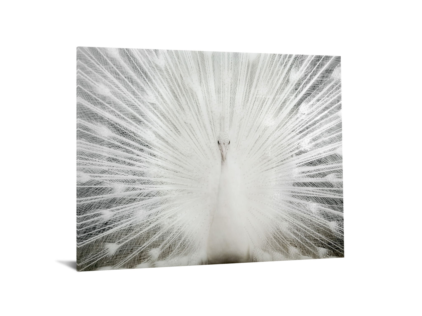 Tempered Glass With Foil & Rhinestones - White Peacock - White