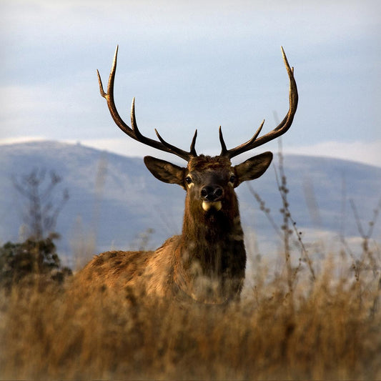 Big Elk Charlo By Danita Delimont (Framed) - Light Blue