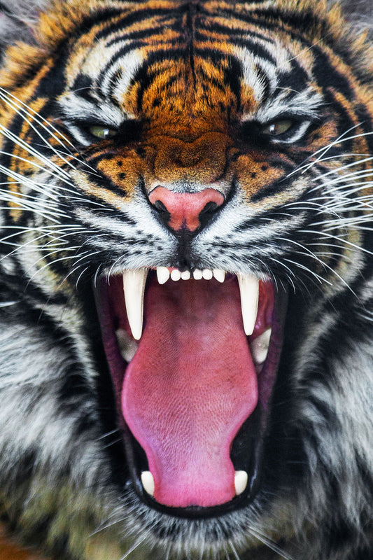 Small - Angry Tiger - Dark Gray
