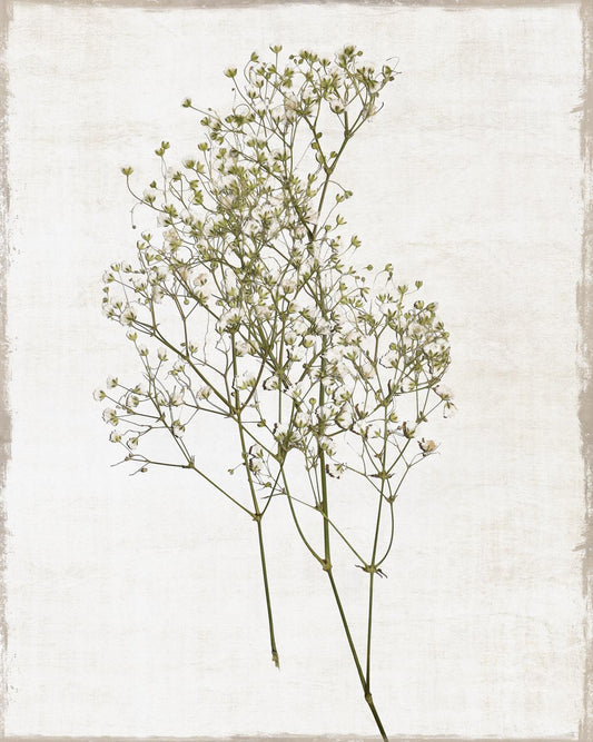 Small - Farmhouse Pressed Flower I By Natalie Carpentieri - Beige